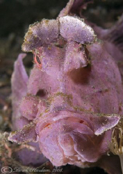 Paddle-Flap Scorpion Fish. Lembeh straits. D200, 60mm. by Derek Haslam 
